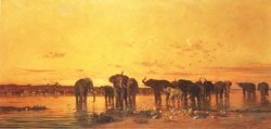 African Elephants